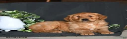 Golden Retriever dogs for sale: Emily - Ad 2