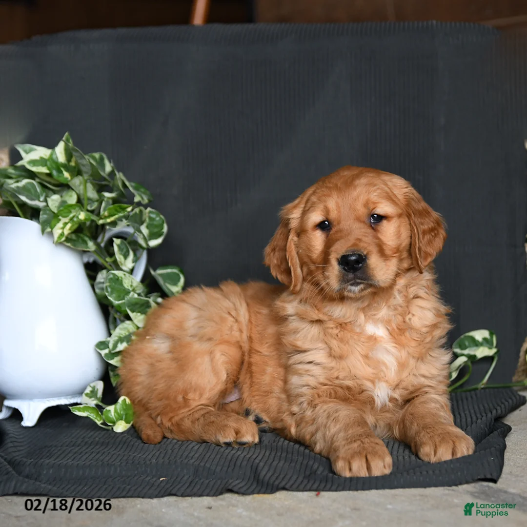 Golden Retriever dogs for sale: Emily - Ad 2