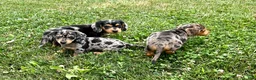 Dachshund dogs for sale: Dutch - Ad 3