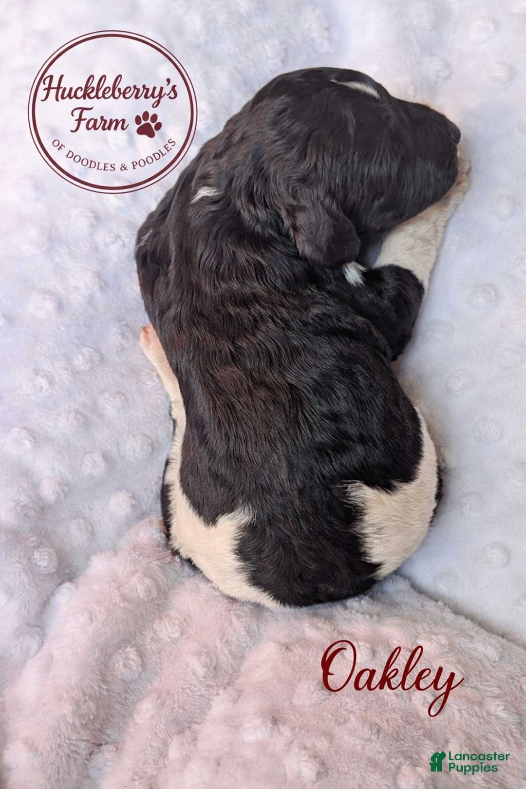 Goldendoodle dogs for sale: Oakley F1B  - Ad 2