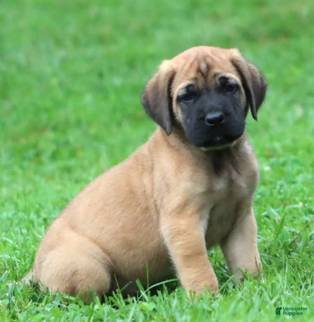 English Mastiff dogs for sale: Big Ben - Ad 1