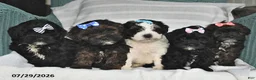 Shihpoo dogs for sale: Cindy - Ad 3