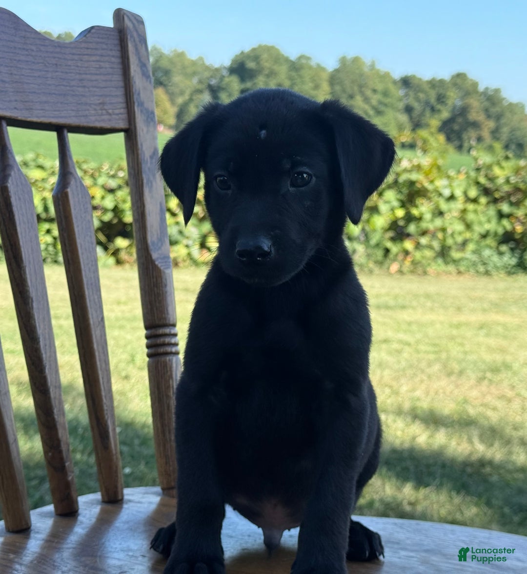 Labrador Retriever dogs for sale: Denver - Ad 3