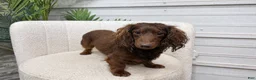Dachshund dogs for stud: Rabers Bear - Ad 3