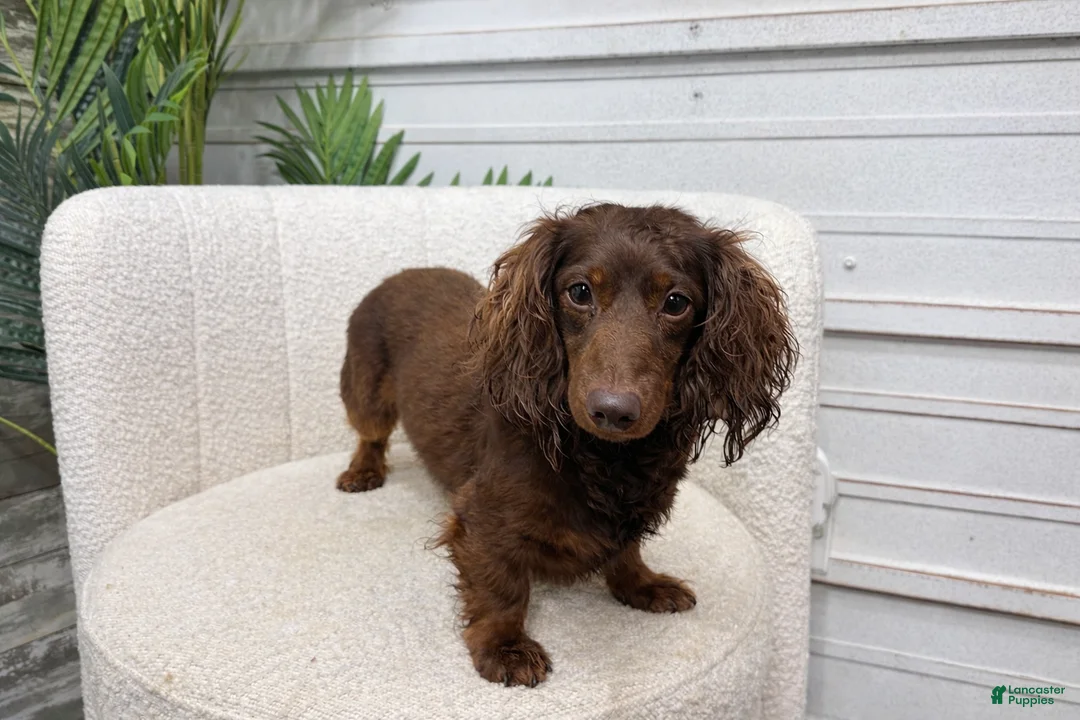 Dachshund dogs for stud: Rabers Bear - Ad 3
