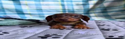 Miniature Dachshund dogs for sale: Smooth Coat Dachshund Male Puppy chocolate and tan - Ad 8