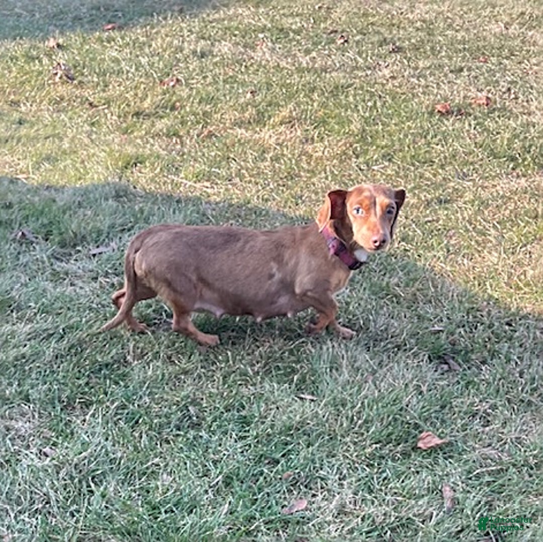 Miniature Dachshund dogs for sale: Harvey - Ad 6