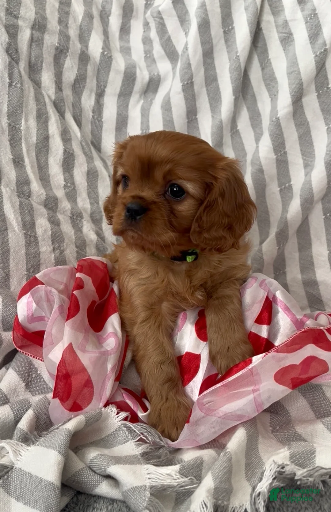 Cavalier King Charles Spaniel dogs for sale: Cavalier King Charles Spaniel Puppy 1 - Ad 1