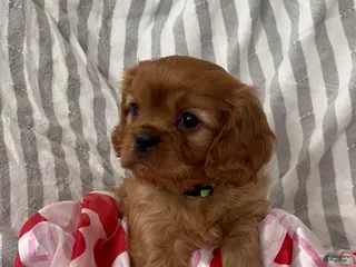 Cavalier King Charles Spaniel dogs Cavalier King Charles Spaniel Puppy 1 - Ad 28