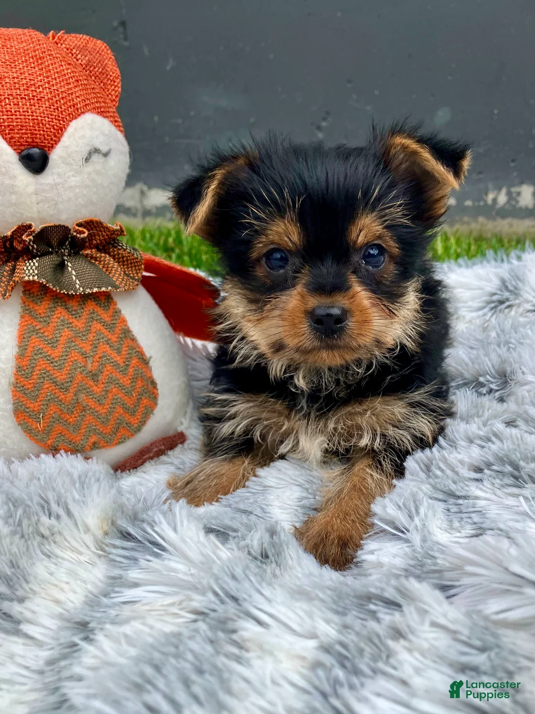 Yorkshire Terrier dogs for sale: Axel - Ad 2