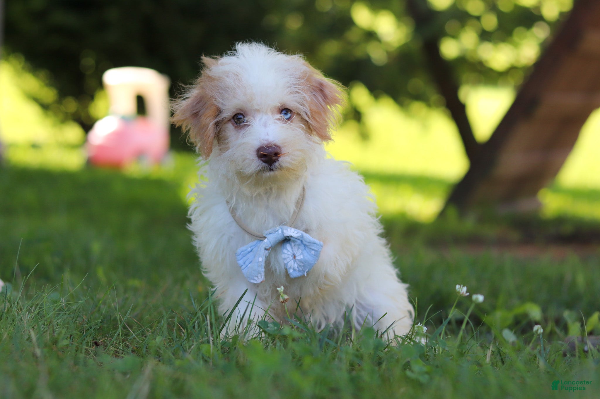 Yorkiepoo dogs Jackson - Ad 1