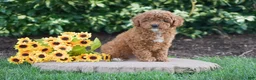 Toy Poodle dogs for sale: Philp - Ad 4
