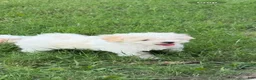 Mixed Breed dogs for sale: Mixed Breed 2 - Ad 3