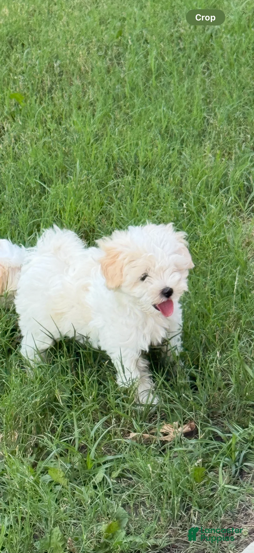 Mixed Breed dogs for sale: Mixed Breed 2 - Ad 3