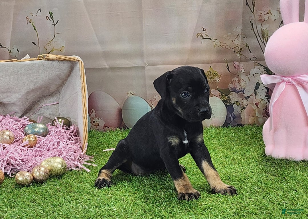 Catahoula Leopard Dog dogs for sale: Goldie 2025 F2 - Ad 6