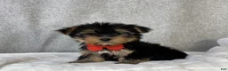 Yorkshire Terrier dogs for sale: Enzo - Ad 8