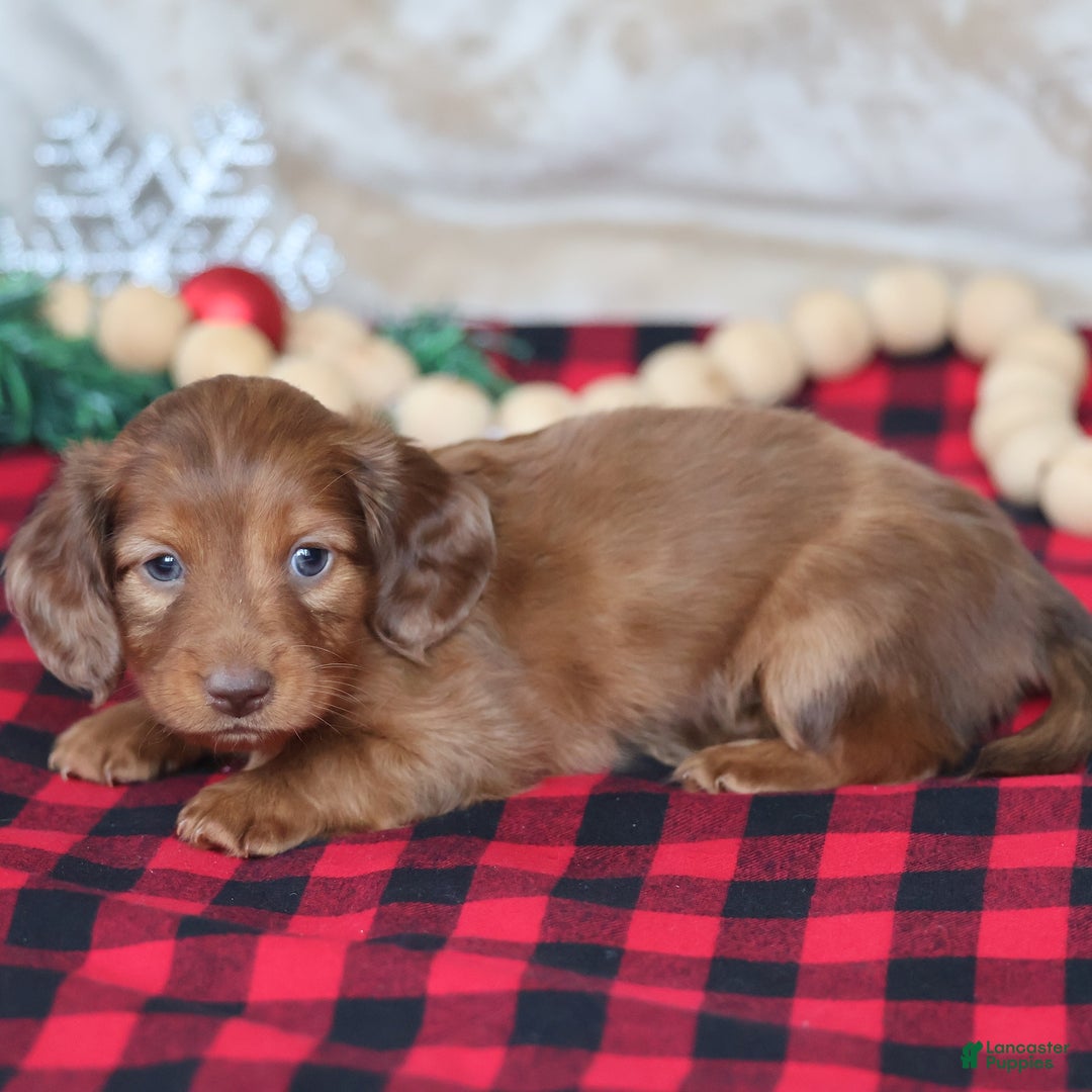 Miniature Dachshund dogs for sale: Silver  - Ad 7