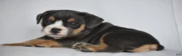 Beabull dogs for sale: Liam - Ad 6
