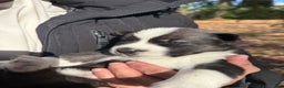 Siberian Husky dogs for sale: Florida Man - Ad 3