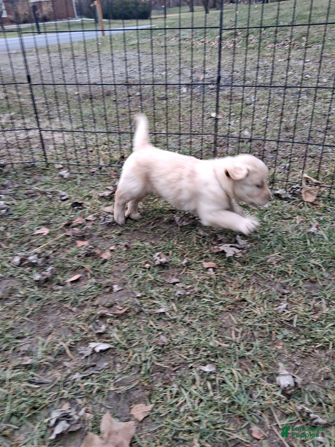 Golden Retriever dogs for sale: Romeo  - Ad 2