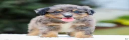 Mini Aussiedoodle dogs for sale: Frost - Ad 3