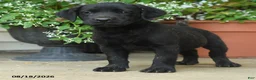 Labrador Retriever dogs for sale: Pierce - Ad 4
