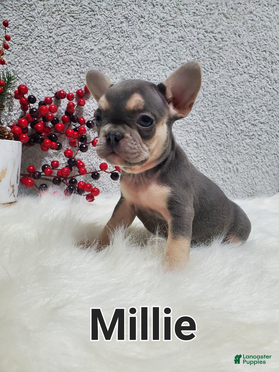 French Bulldog dogs for sale: Millie - Ad 6
