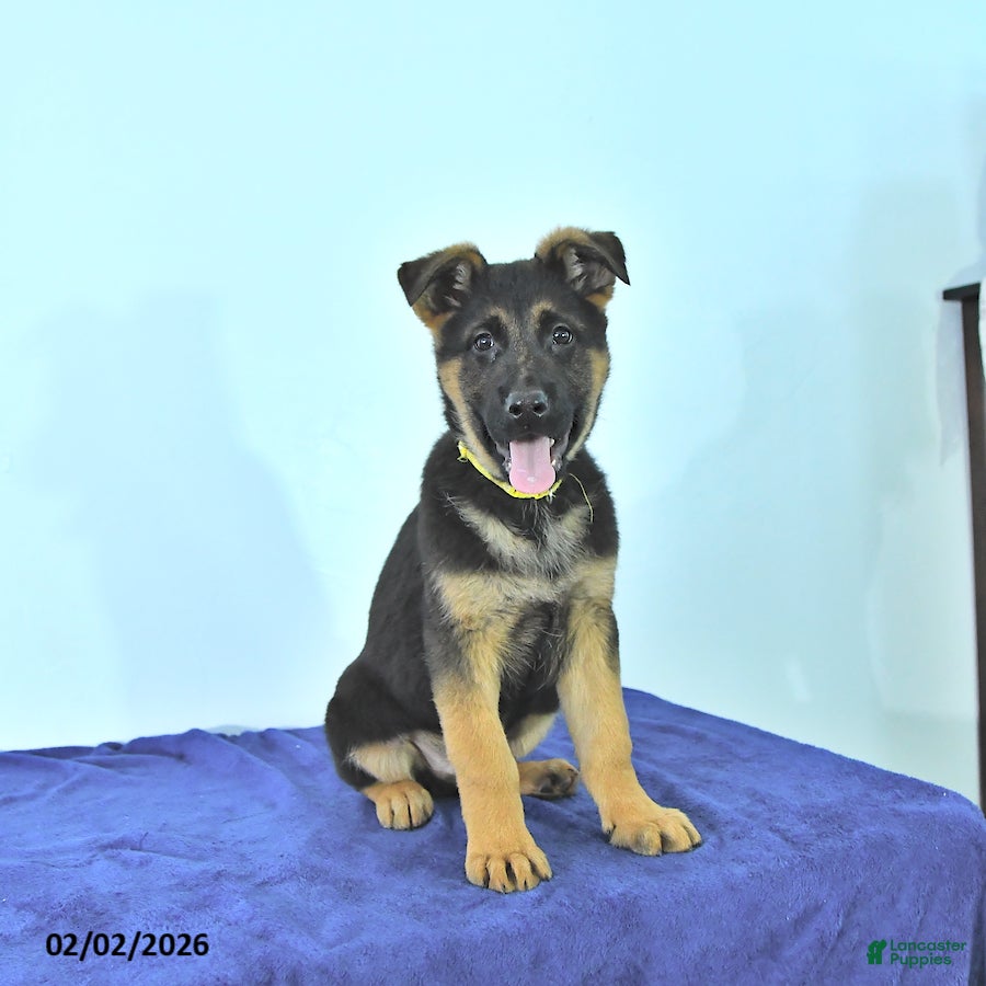 German Shepherd dogs Rusty - Ad 2