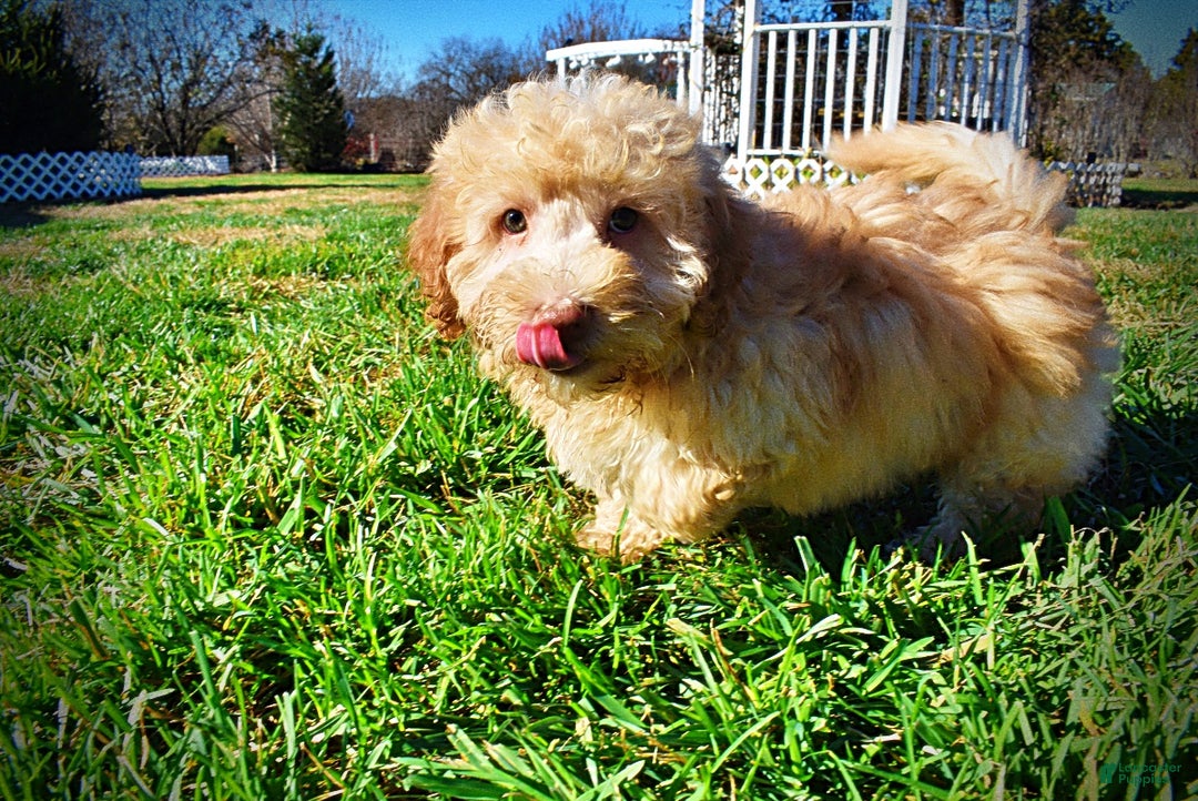 Havapoo dogs for sale: Ranger - Ad 12