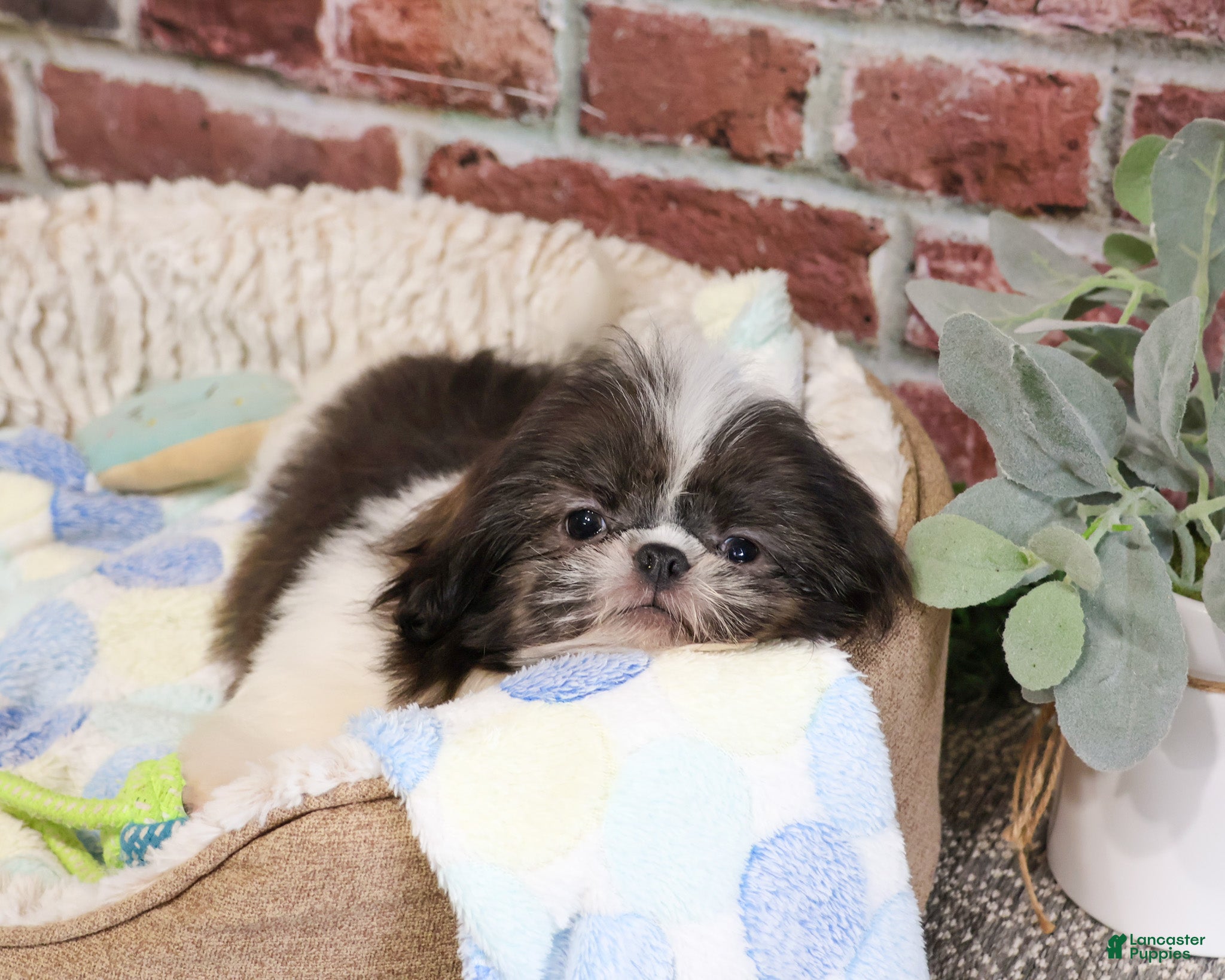 Shih Tzu dogs Aztec - Ad 23