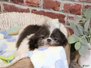 Shih Tzu dogs Aztec - Ad 32