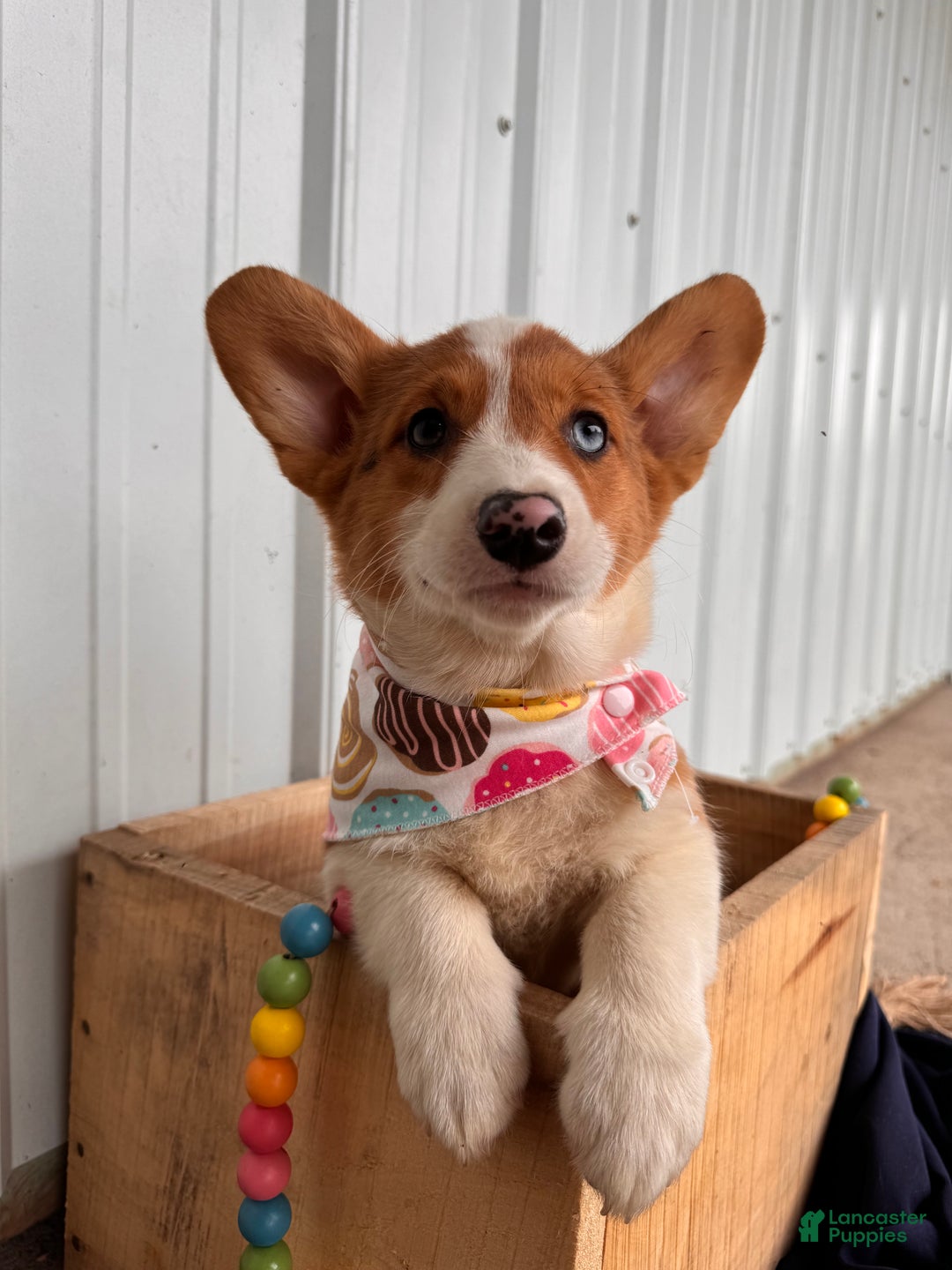 Gallery Image {{count}}