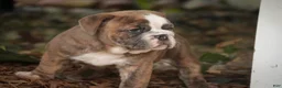 Mixed Breed dogs for sale: Delsie Victorian Bulldog - Ad 6