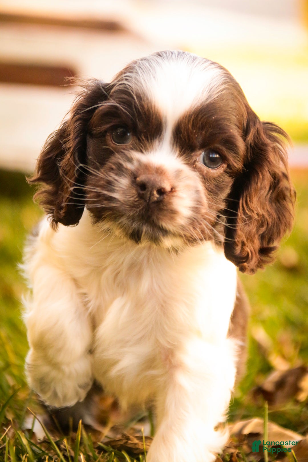 Cocker Spaniel dogs for sale: Gilbert - Ad 2