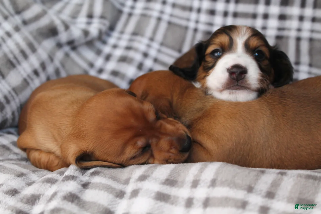 Dachshund dogs for sale: Valentine - Ad 14
