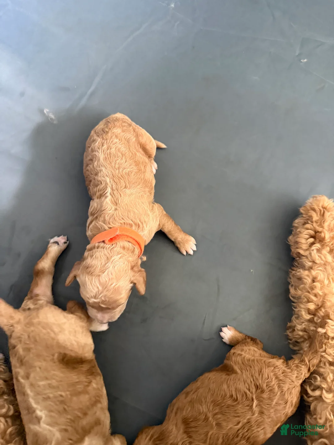 Goldendoodle dogs for sale: Waffle - Ad 1