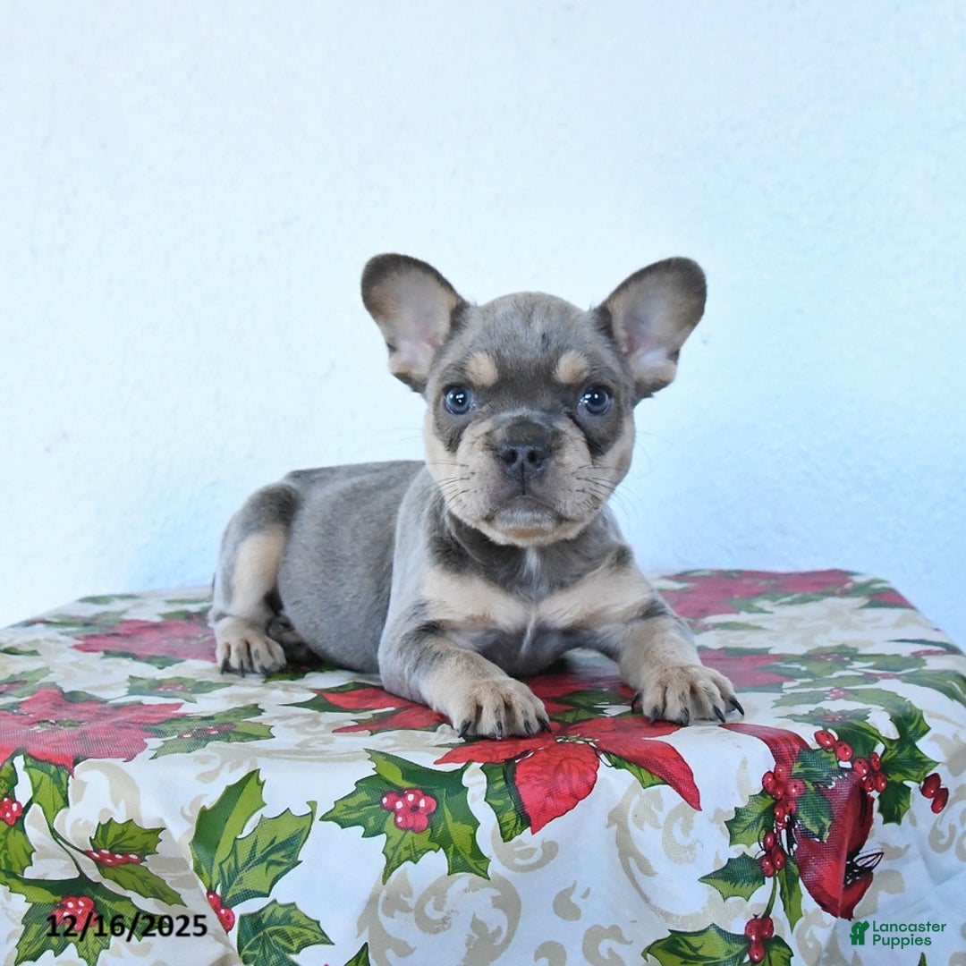 French Bulldog dogs for sale: Violet - Ad 1
