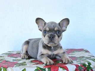 French Bulldog dogs Violet - Ad 4