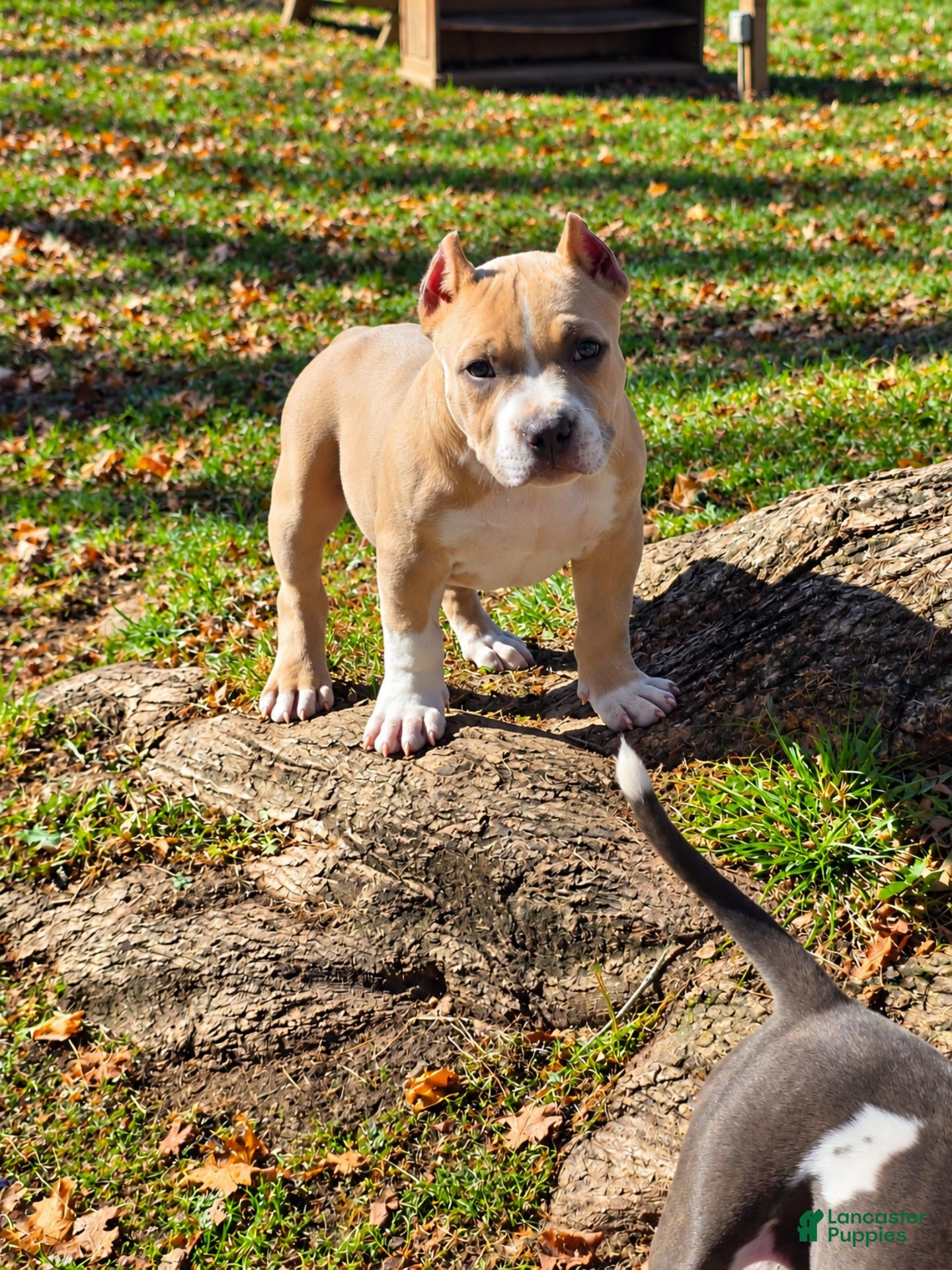 American Bully dogs for sale: 9x Kennels Björn Ironside Aka Cubb  - Ad 11