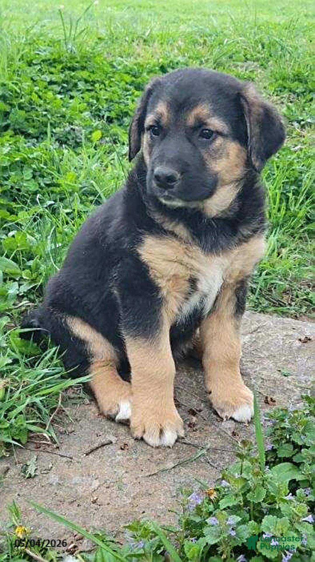 Mixed Breed dogs for sale: Tucker - Ad 3