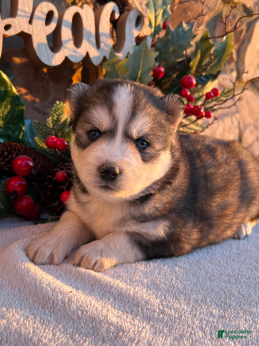 Pomsky dogs for sale: Nicholas - Ad 1