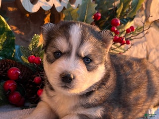 Pomsky dogs Nicholas - Ad 6