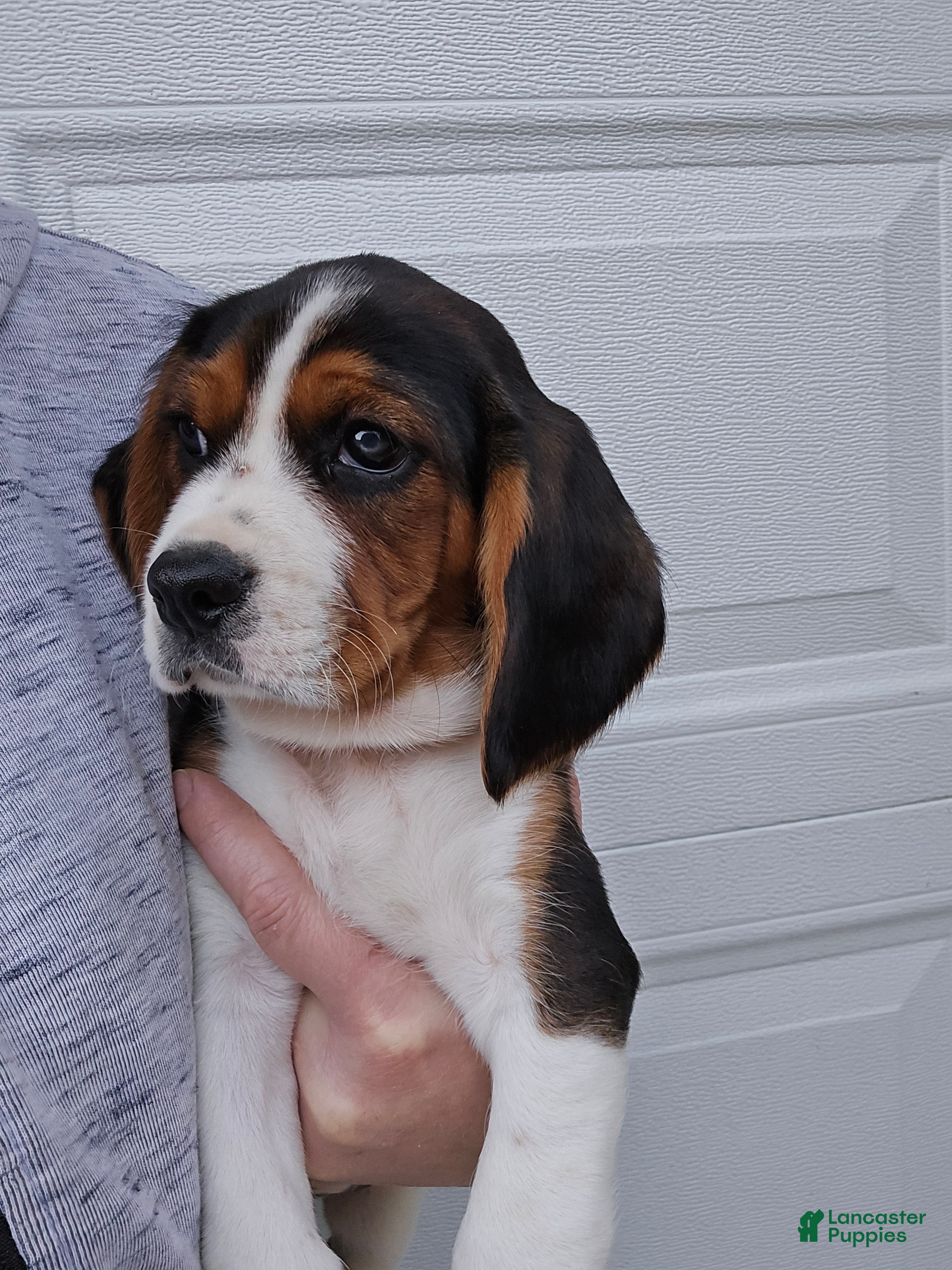 Beagle Puppies for sale in Maryland Lancaster Puppies