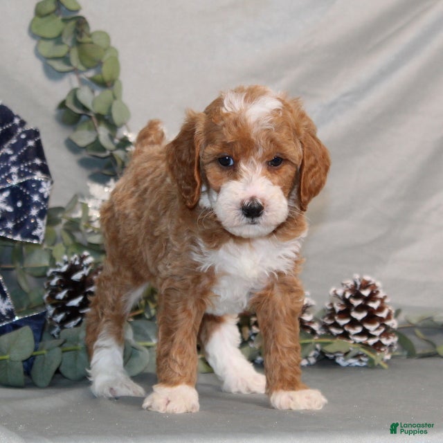Miniature Poodle dogs Quintin - Ad 2