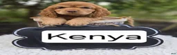 Cocker Spaniel dogs for sale: Kenya - Ad 5