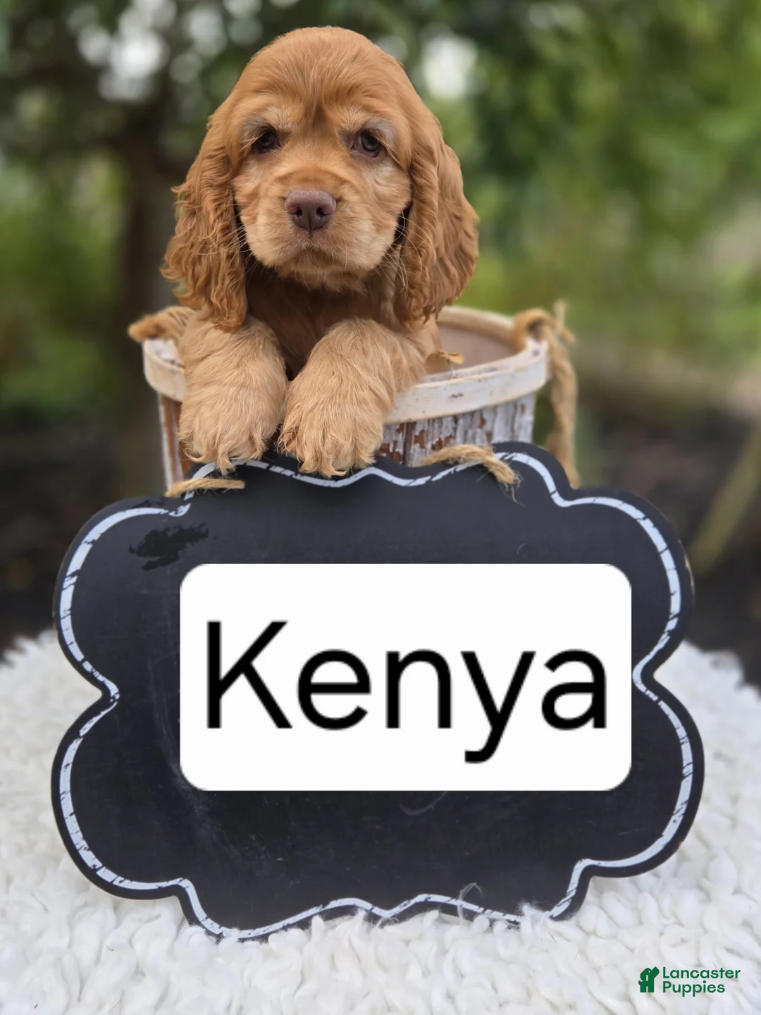 Cocker Spaniel dogs for sale: Kenya - Ad 5