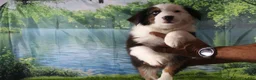 Miniature Australian Shepherd dogs for sale: Ellis - Ad 3
