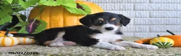 Mixed Breed dogs for sale: Karla - Ad 4