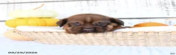 Mini Hippo dogs for sale: Cinnamon - Ad 9