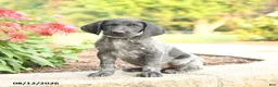 German Shorthaired Pointer dogs for sale: Amos - Ad 3